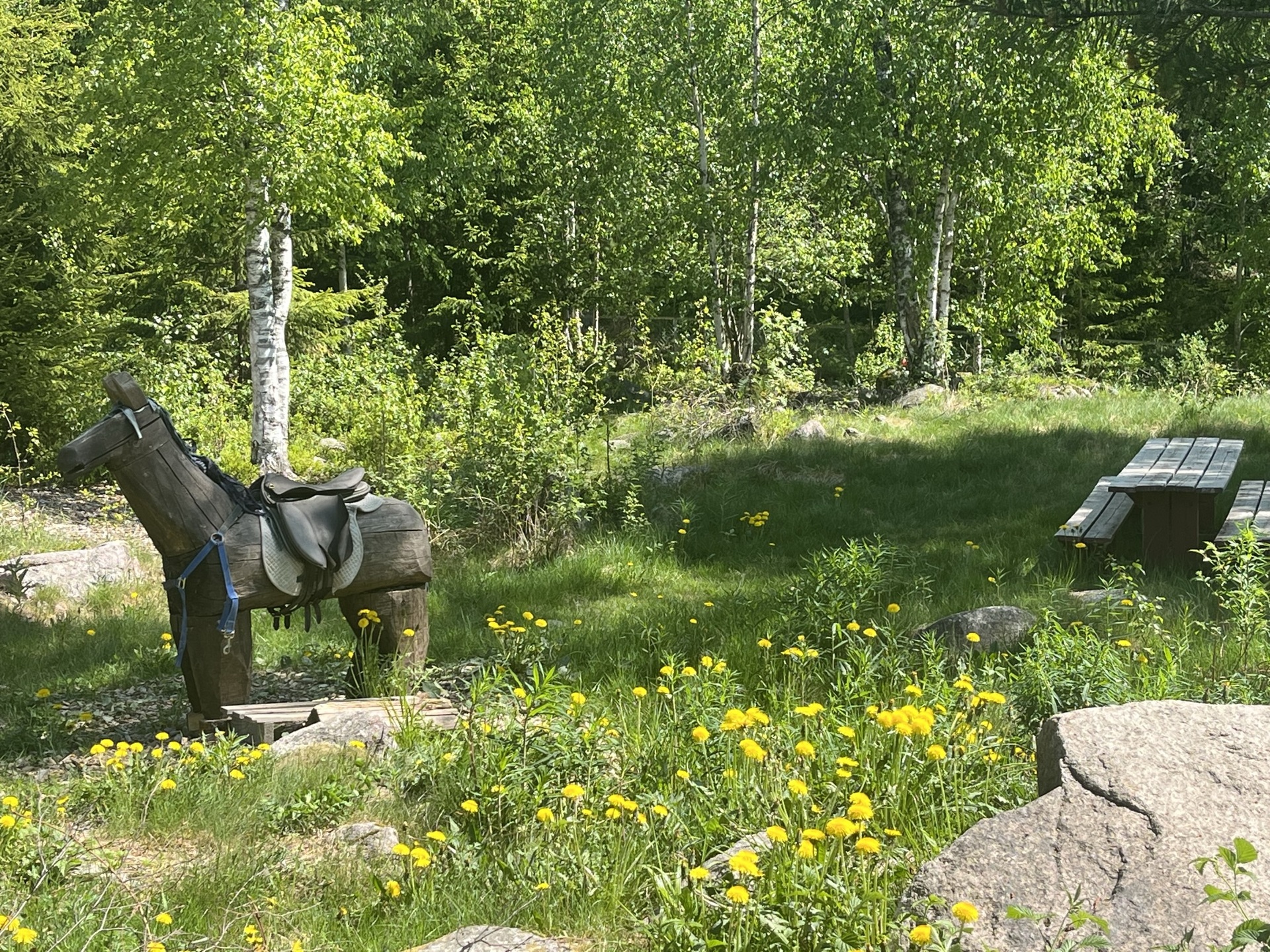 Trehest i skogen ved Eventyrskogen barnehage