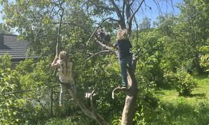 Barn som klatrer i trær utenfor Gamleskolen barnehage