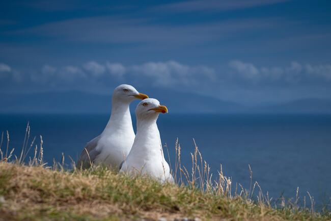 Illustrasjonsbilde måker - Foto: comuirgheasa fra Pixabay.com