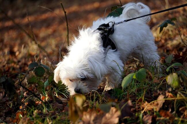 Hund i bånd i høstløv