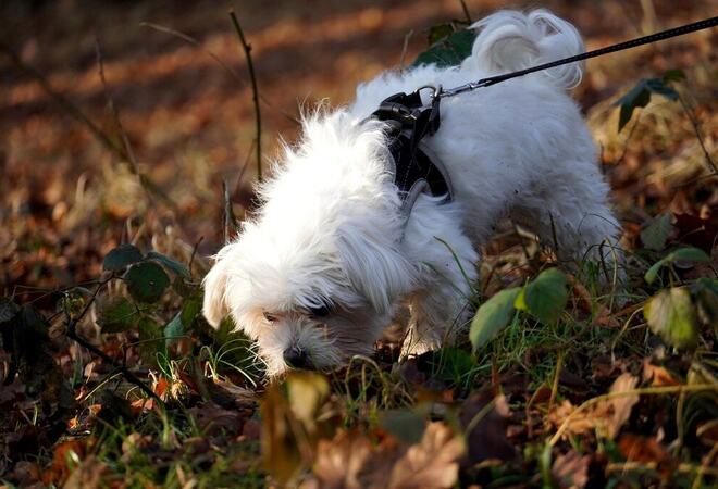 Hund i bånd i høstløv
