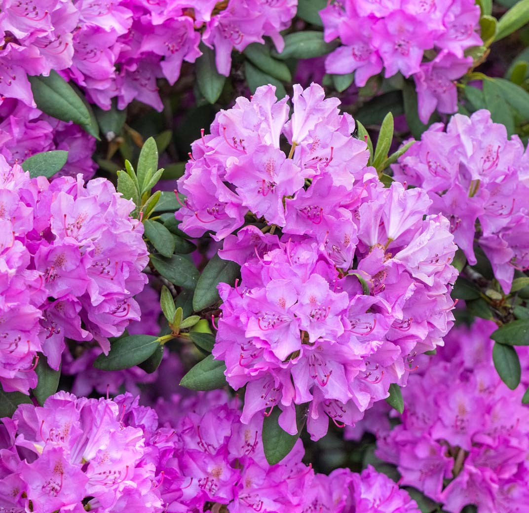 rododendron-1-floriss.jpg