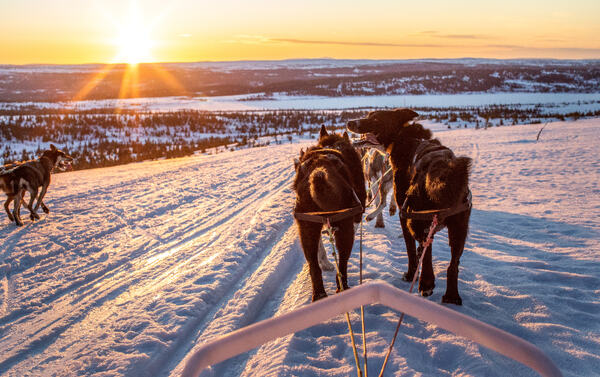 Sledehunder i solnedgang
