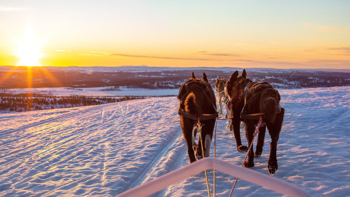 Hundeslede med huskey