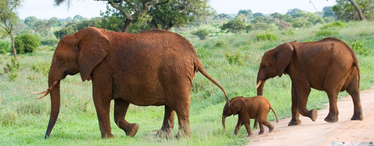 Tanzania Safari 2 uker Hoved