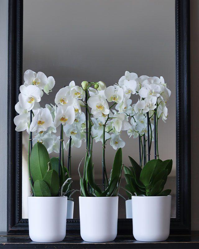 vakre, hvite orkidéer