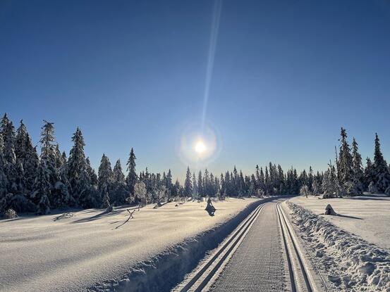 Skiløyper i snødekt landskap og sol fra skyfri himmer.