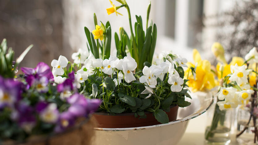 Vårens potteplanter –</br>disse tåler vårens kulde