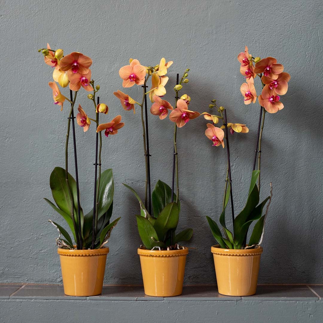 vakre, oransje orkidéer