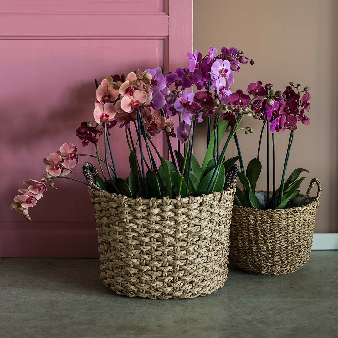 vakre, rosa orkidéer