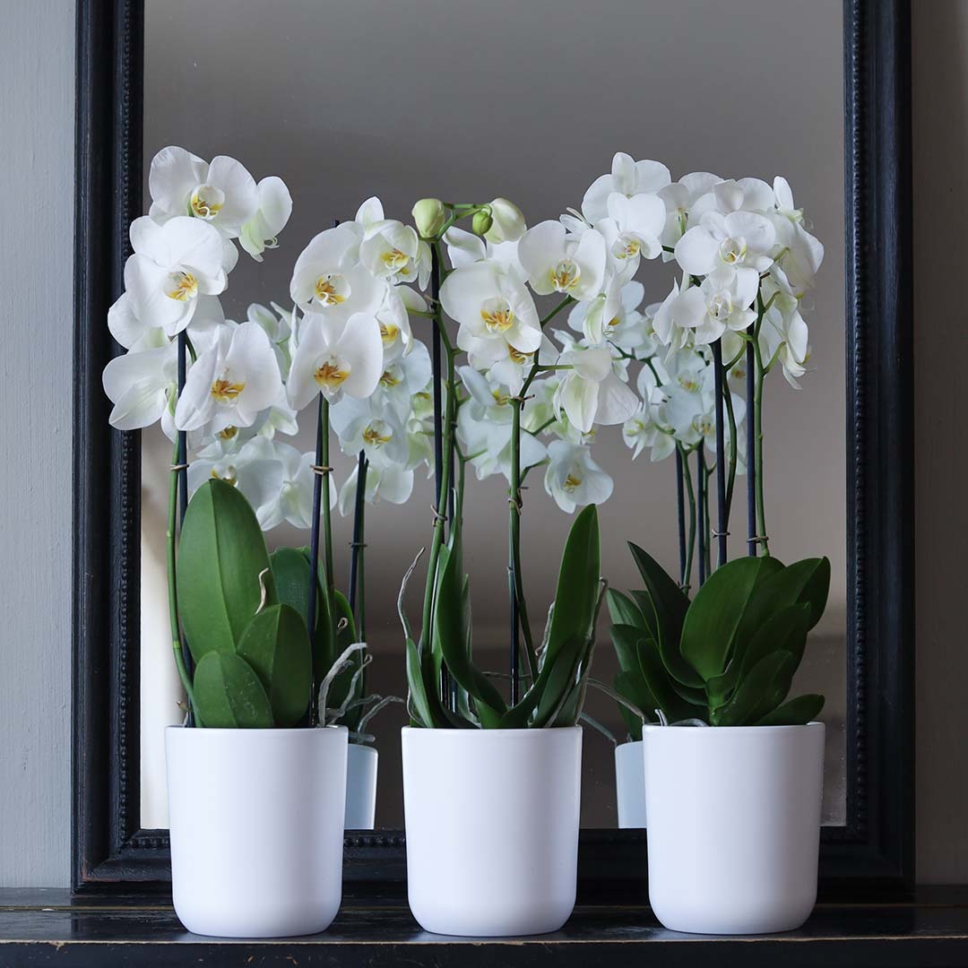 vakre, hvite orkidéer