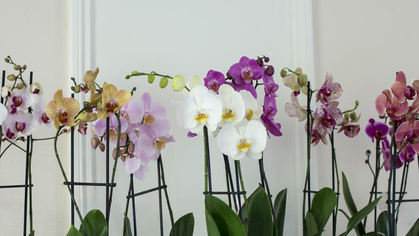 13 spørsmål og svar </br>om orkidéen