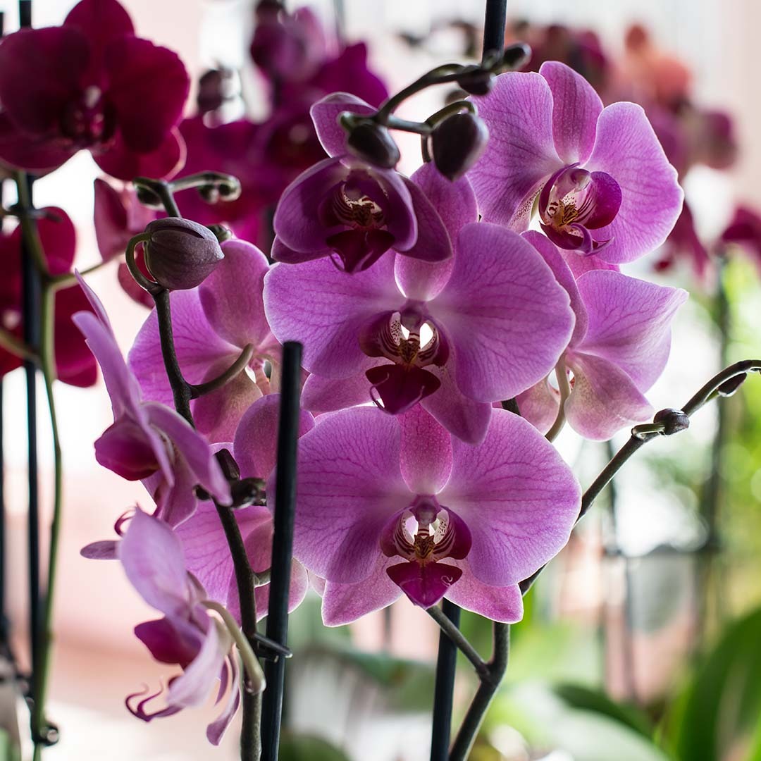 Vakre, rosa orkidéer