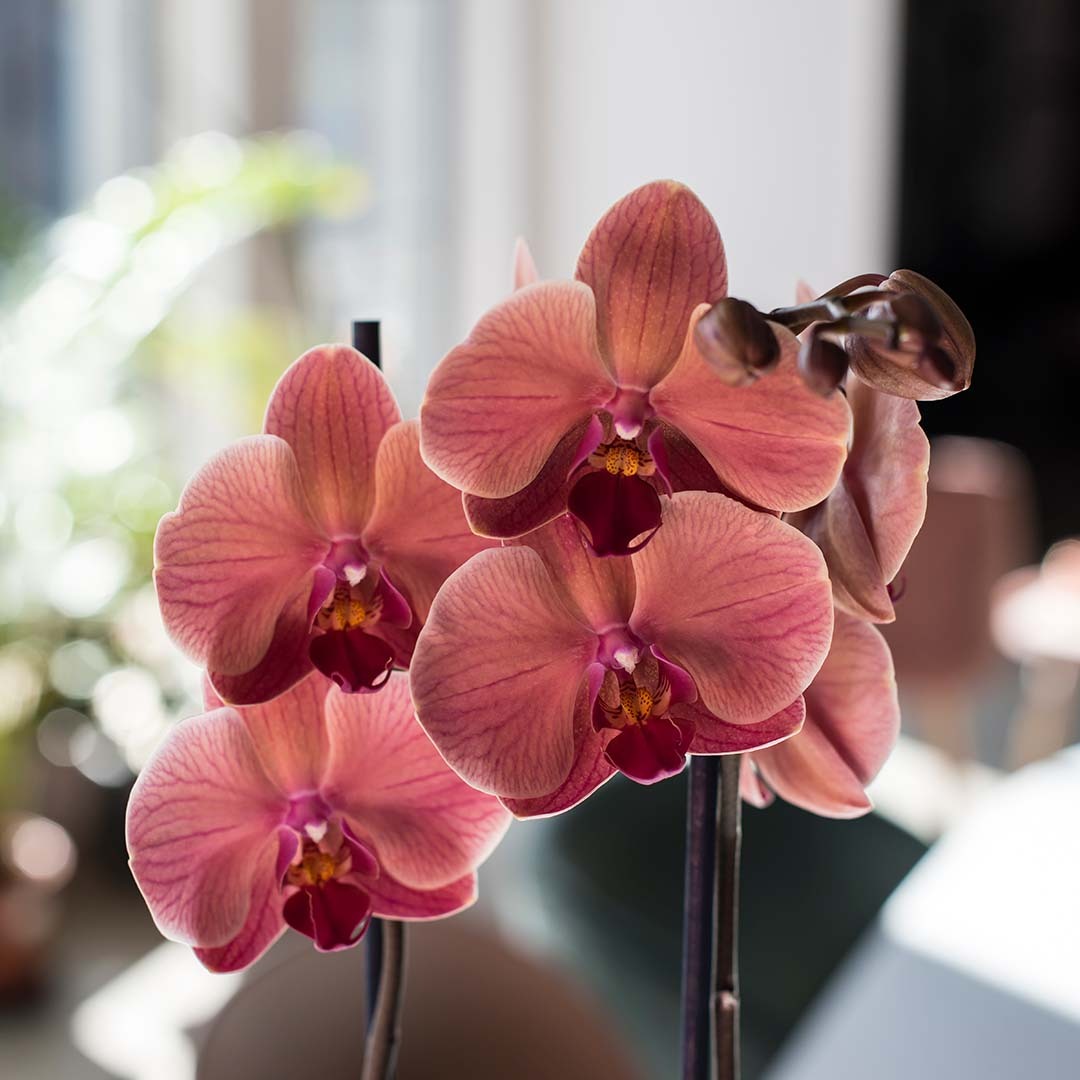 Orkidé i ferskentoner