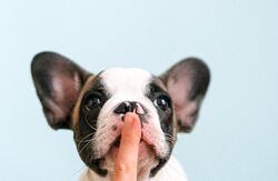 Hundehode, sort og hvit, store ører, menneskefinger foran munnen