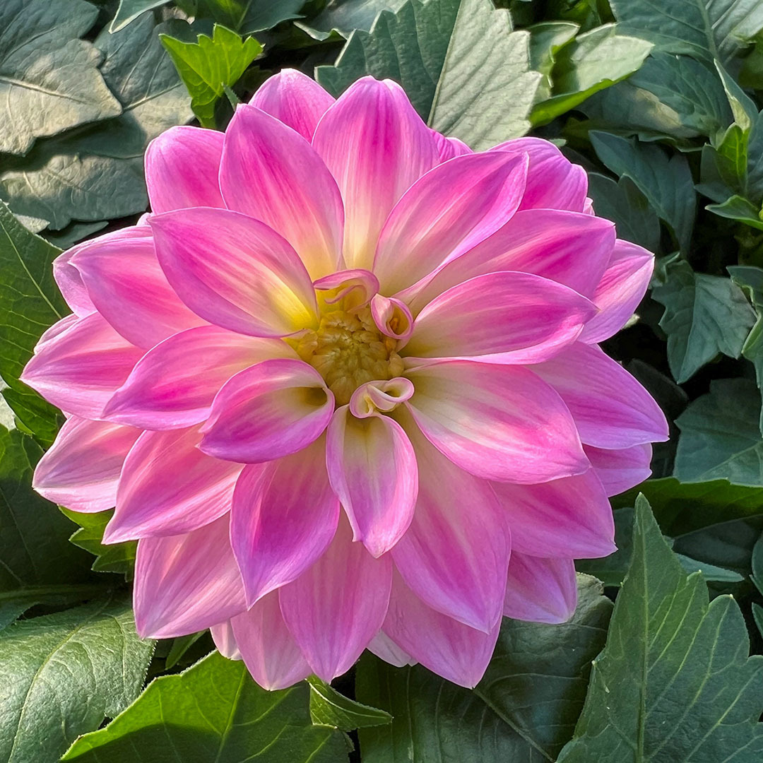 lys rosa dahlia