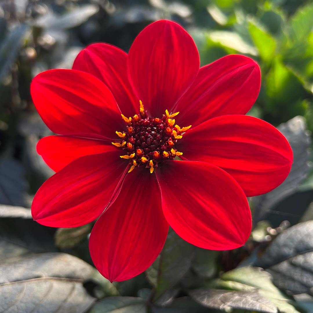 rød dahlia enkel