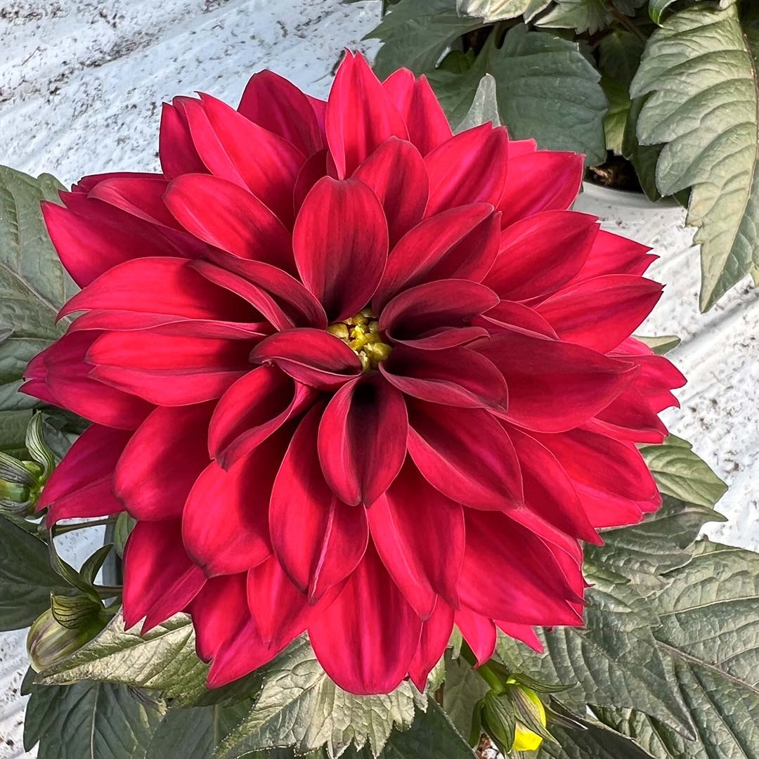 rød dahlia