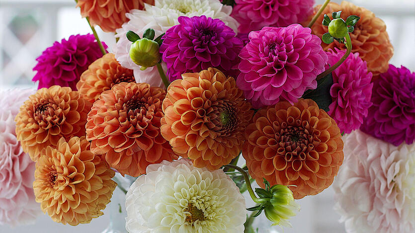 Dahlia – sommerens dronning