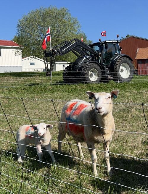 På Nyheim gård var også traktoren og sauen pyntet til feiring av nasjonaldagen. (Foto: Henrik Solem)