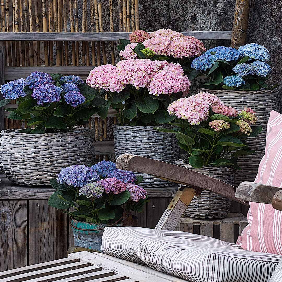 Blå, rosa og lilla hagehortensia plassert delikat på en terrasse