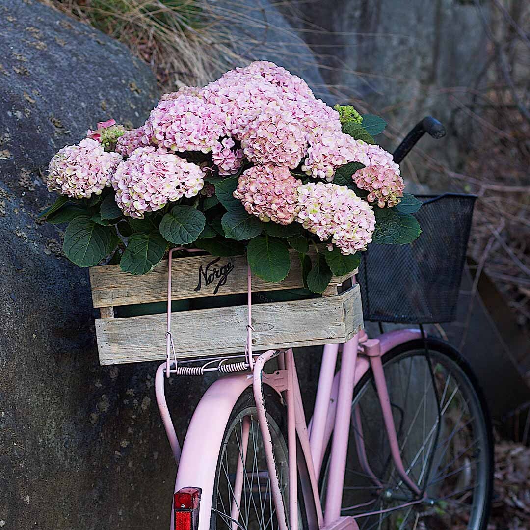 Rosa hagehortensia i en gammen 