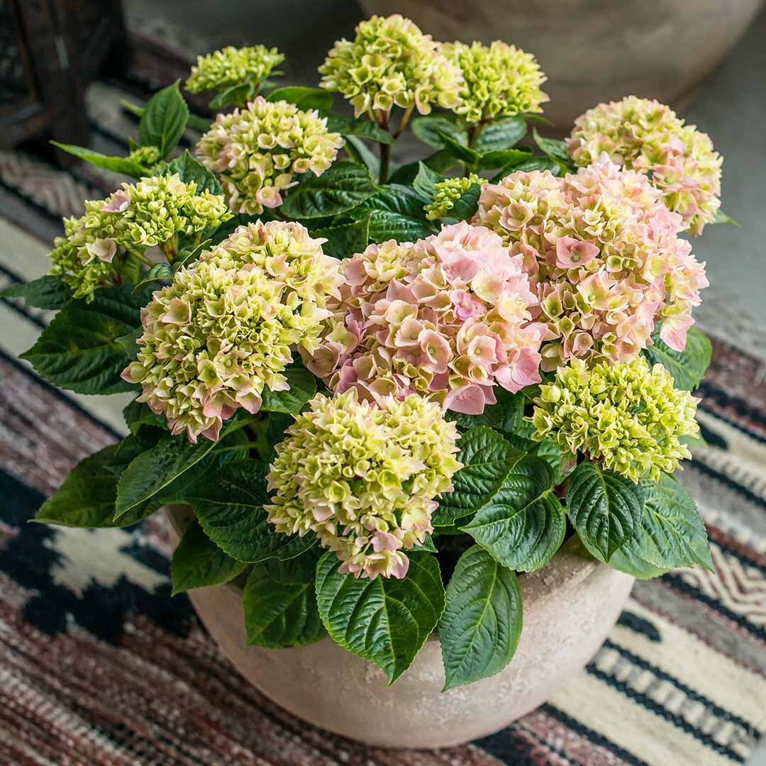 Rosa/hvit hagehortensia i krukke