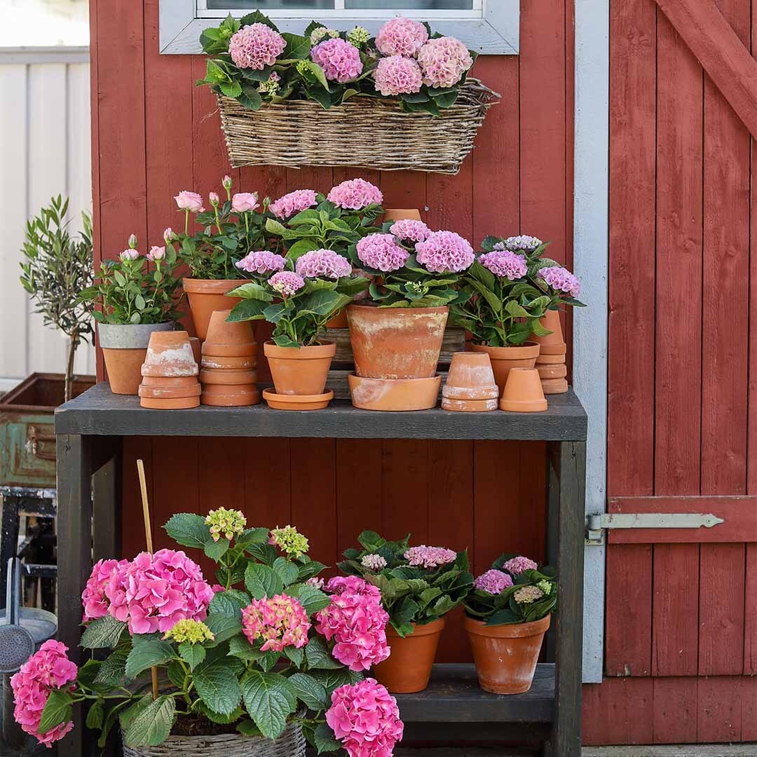 Hagehortensia i ulike rosatoner