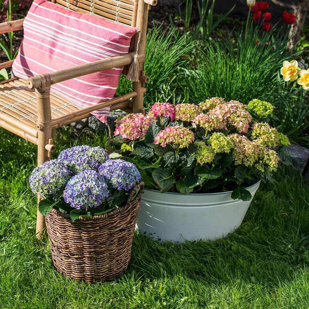 Blå, rosa og grønne hagehortensia i kurver på plenen