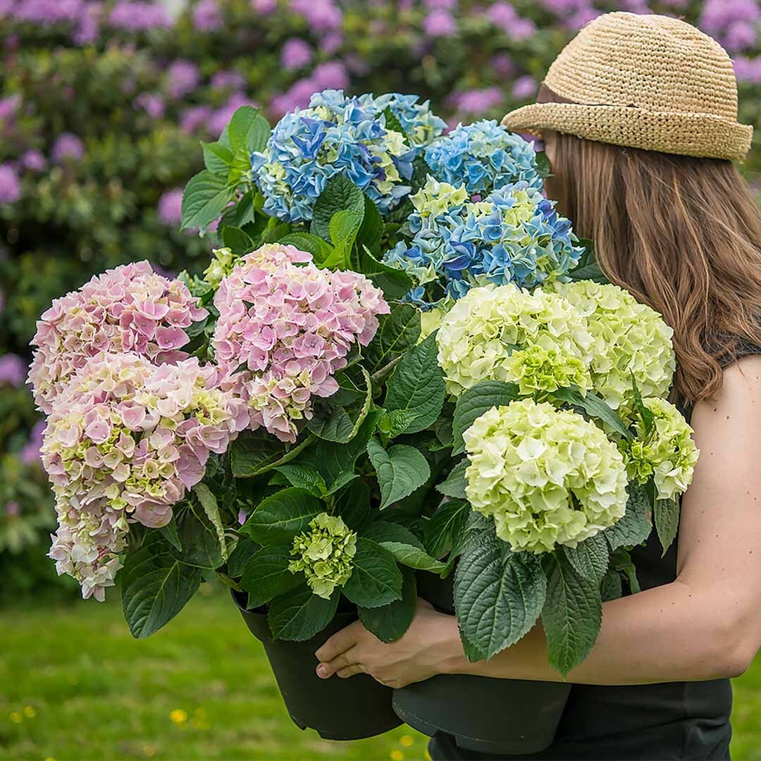 Rosa, blå og hvite hagehortensia som bæres av en kvinne med hatt