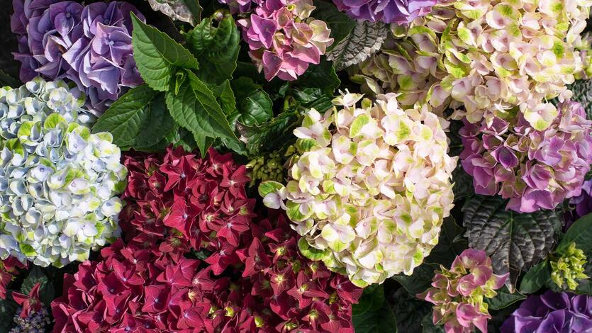 Hagehortensia – en fargerik symfoni for sommerhagen