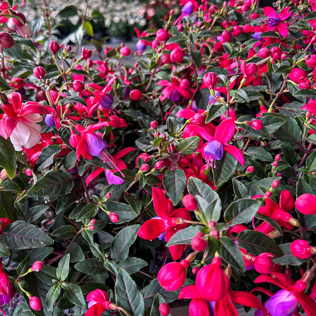 Mange Fuchsia-blomster hos gartneren