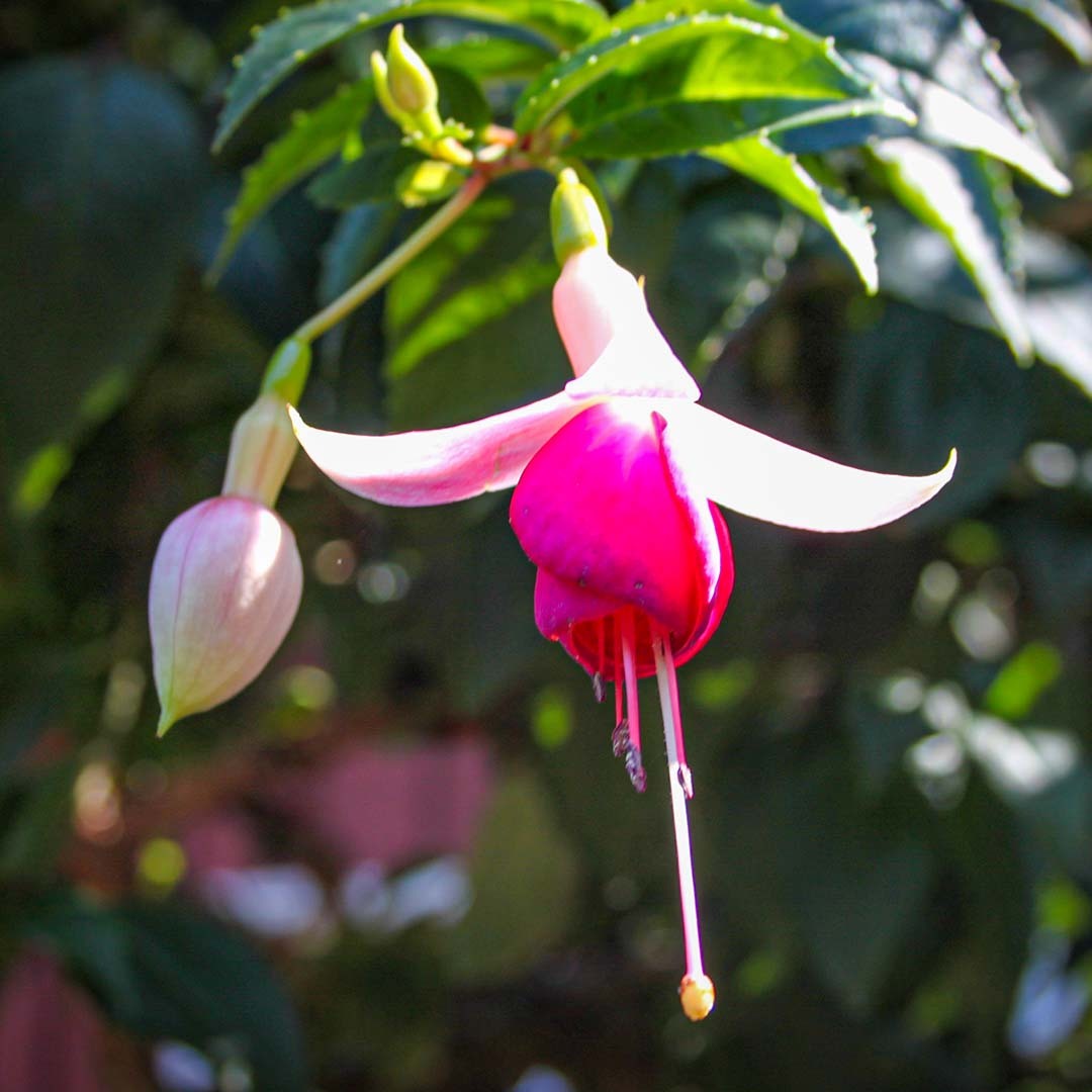 En enkelt Fuchsia-blomst sett fra siden 