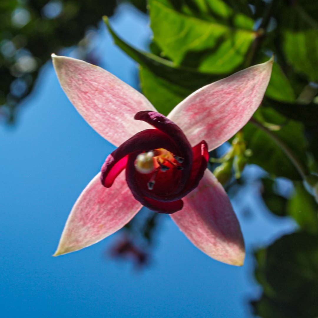 Fuchsia sett nedenfra og opp