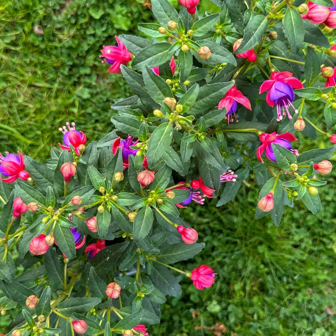 Fuchsia-busk sett ovenfra