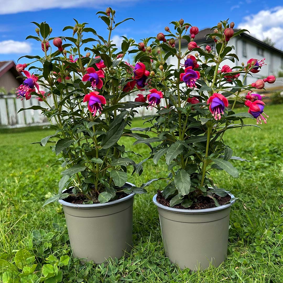 Fuchsia-busk i hage