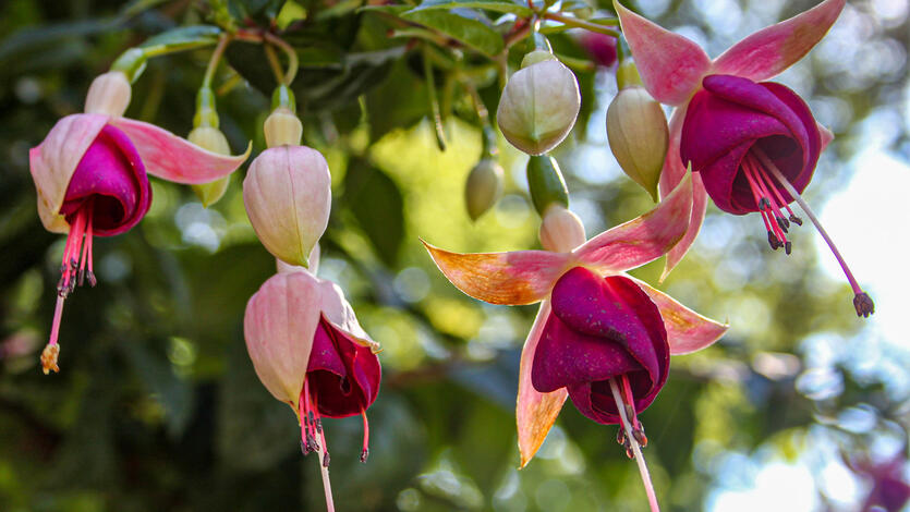 Fuchsia – en dråpe av sommerglede i hagen din