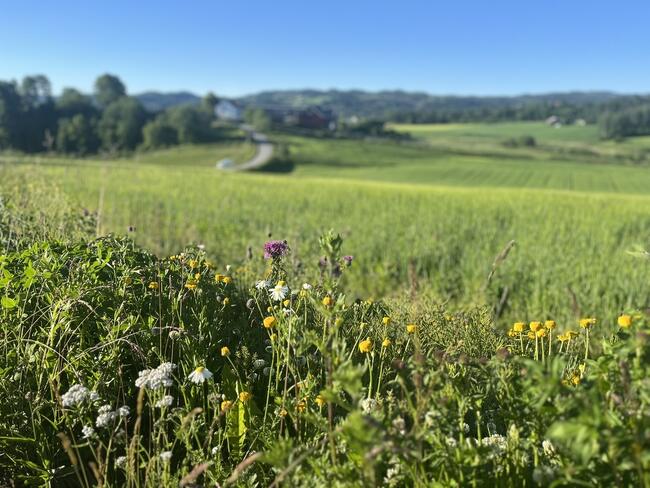 Sommerlandskap med markblomster i forgrunnen