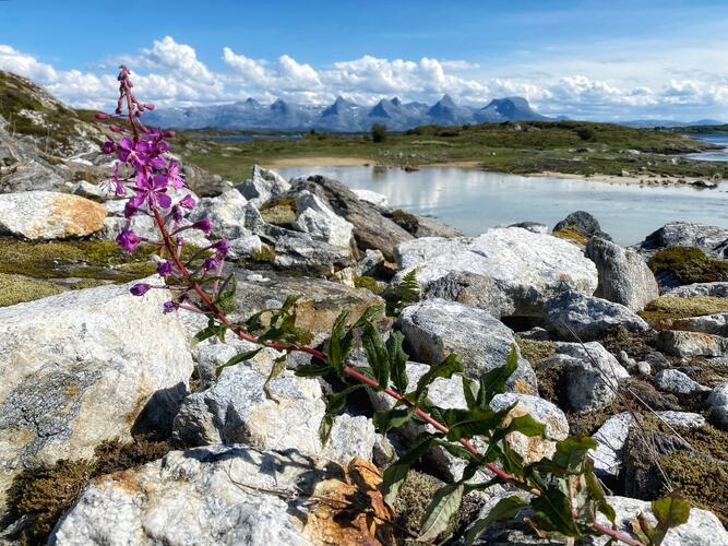 Sommer på Herøy. (Foto: Janne Kværne)