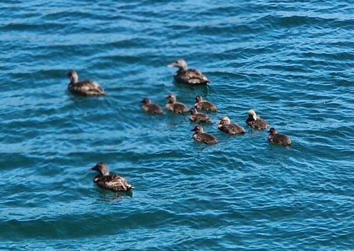 Ærfuglfamilie på tur. (Foto: Elsa Jakobsen)