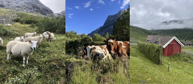 bilde av sau, kyr og stølshus