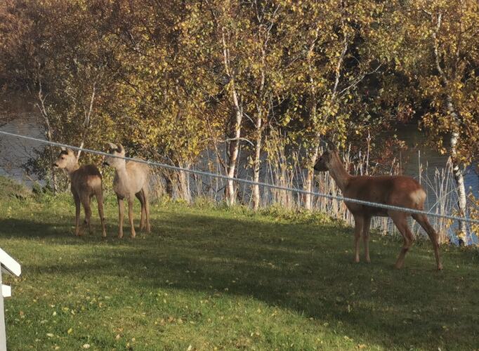 Rådyr i Karolineveien. (Foto: Rita Mathisen)