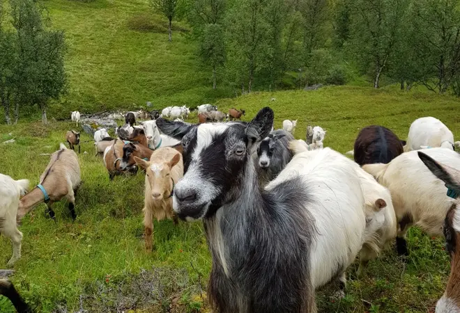 Bildet viser mange geiter som beiter i en bakke.