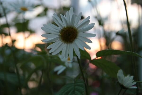Sommerblomst
