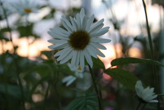 Sommerblomst
