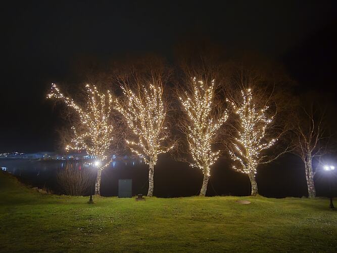 Det grønne skiftet; blir det grønn jul? (Foto: Oddbjørn Lorvik)