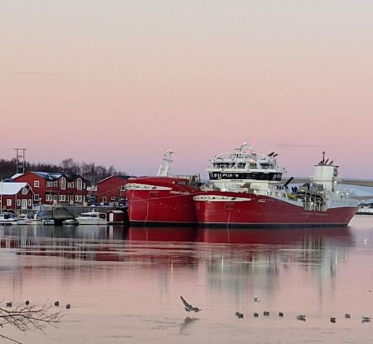 Jul i Færøyvågen. (Foto: Silje Jensen)