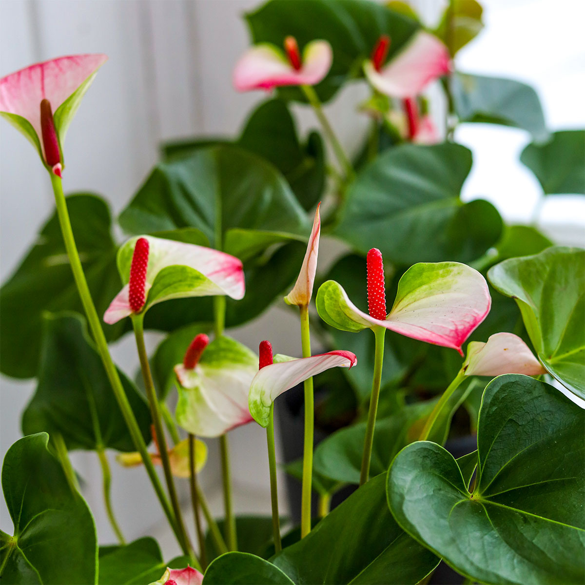 Anthurium i potte