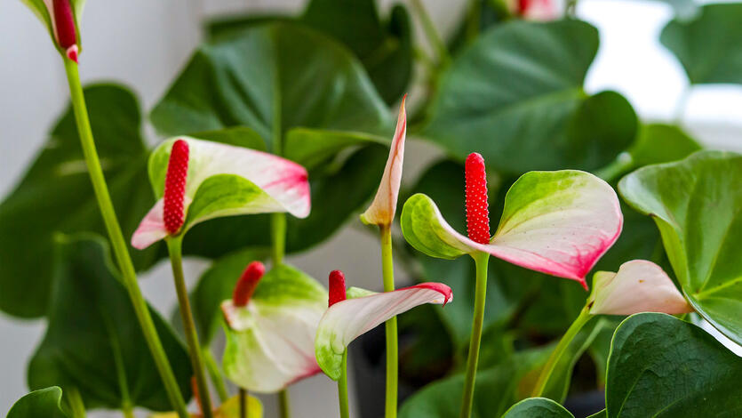 Slik lykkes du med anthurium