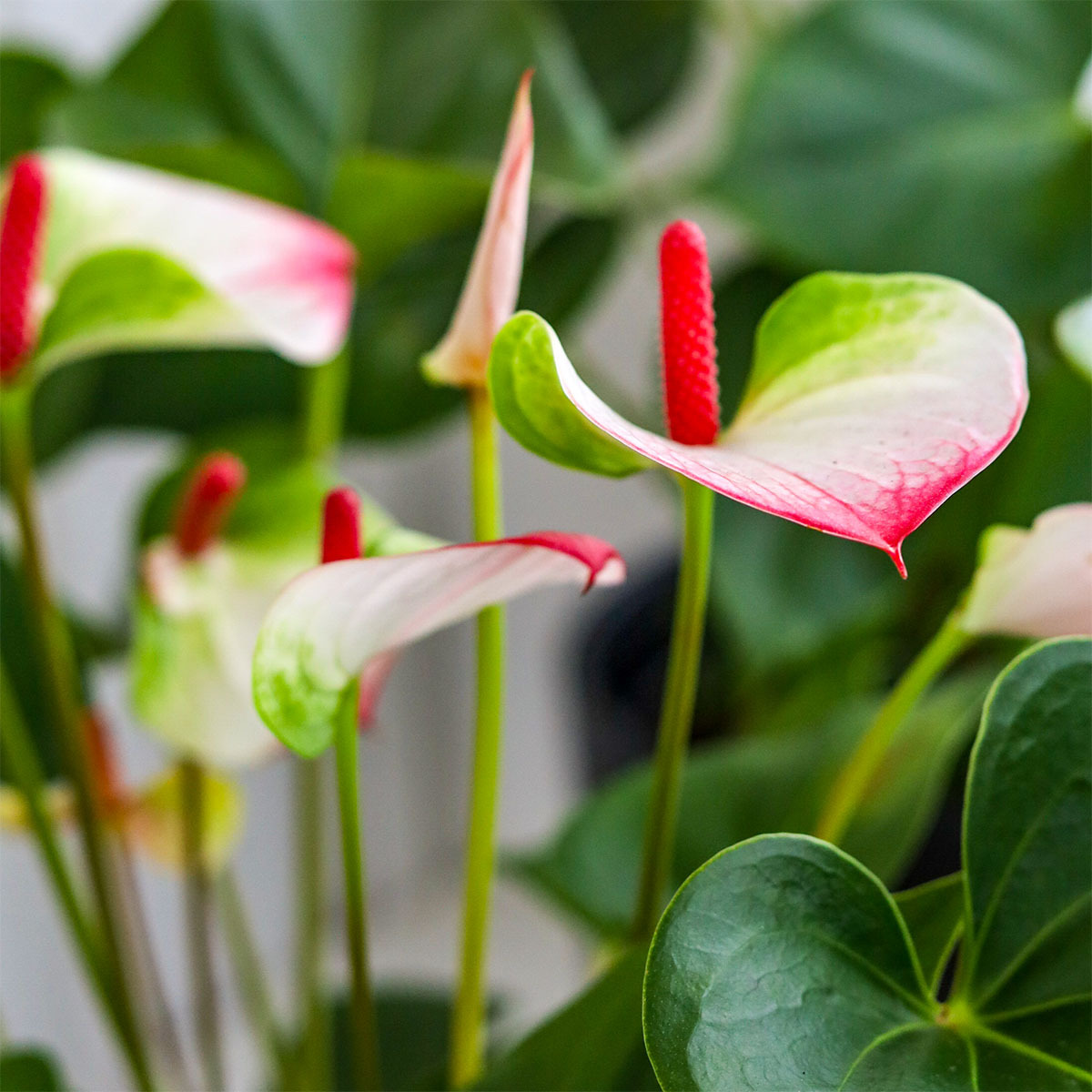 Anthurium i potte